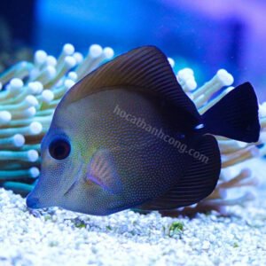 Scopas Tang