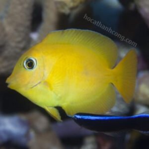 GOLD RING BRISHTOOTH TANG