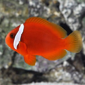 CÁ HỀ CÀ CHUA – TOMATO CLOWNFISH