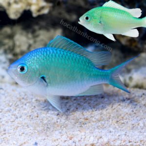 CÁ THIA LÁ MẠ – BLUE GREEN CHROMIS