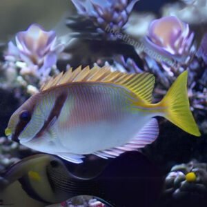 TU HÚ VIỆT – RABBIT FISH
