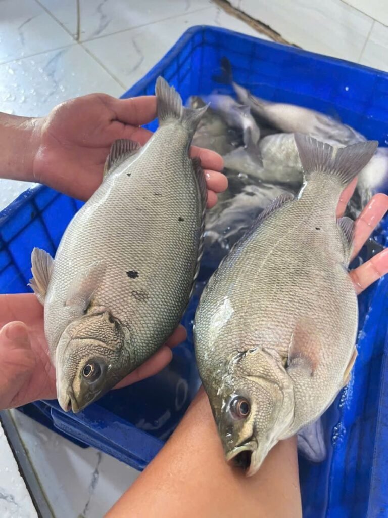 Cá Mú Úc Giống