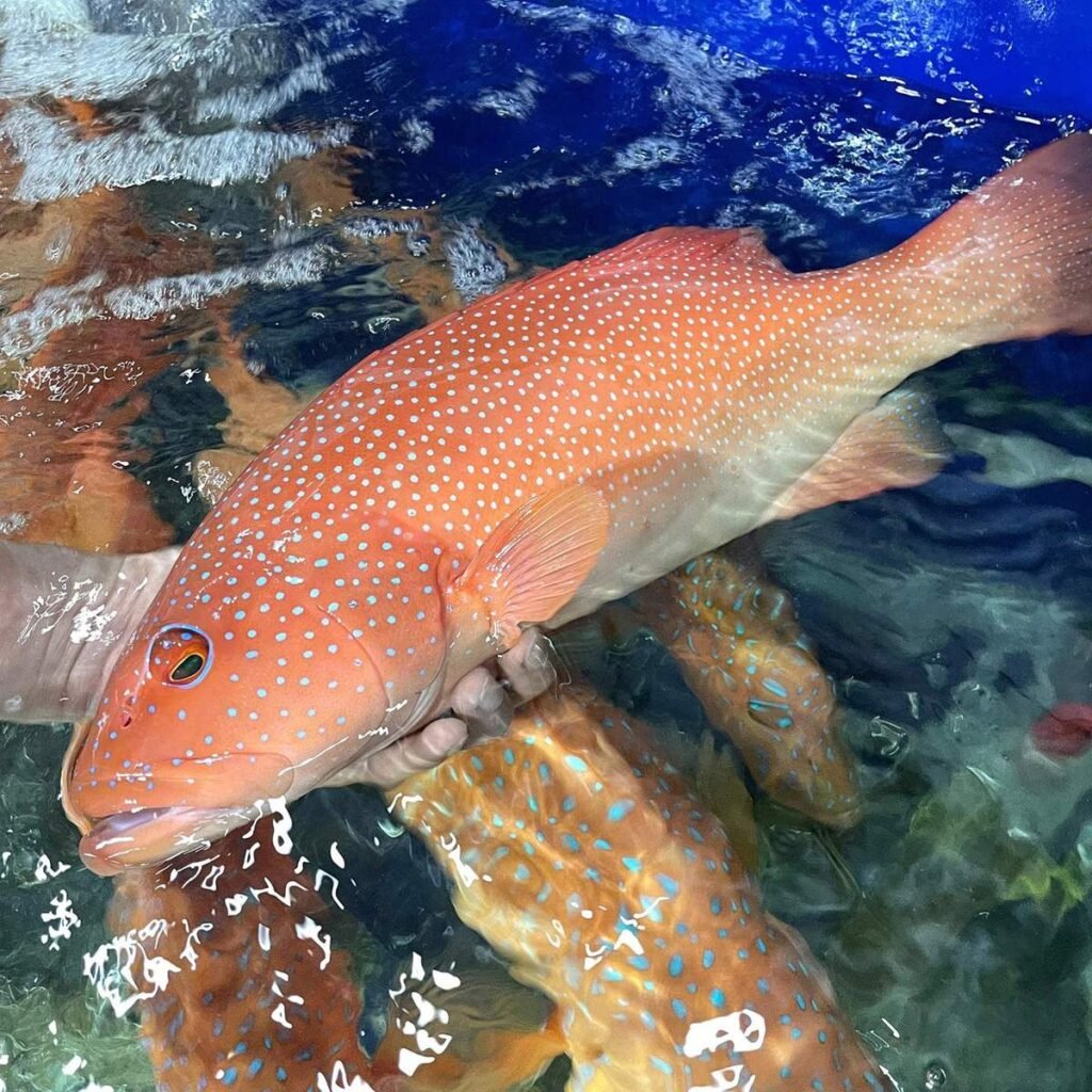 cá mú đỏ nhập khẩu